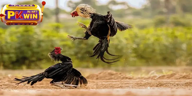 Gà nòi được xếp vào top giống gà đá mạnh
