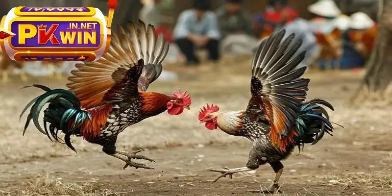 Sàn đá gà Thomo